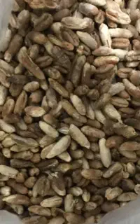 هسته خرما