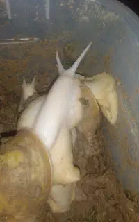 حلزون طبی درمانی اصل