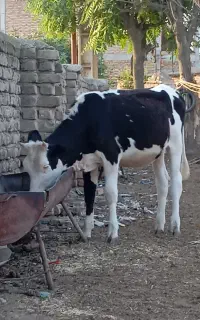 تلیسه‌ ماده 10ماهه