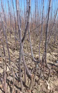 انواع ارقام نهال میوه فقط ۵۰ تومان