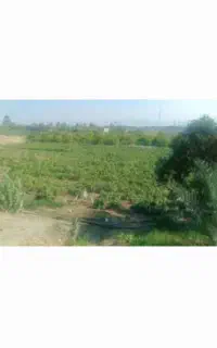 زمین کشاورزی رودان