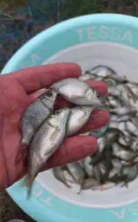 ماهی پرورشی