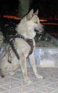 سگ نگهبان نژاد خاص