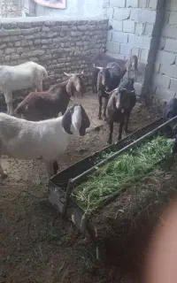 فروش 10تا بز پاکستانی