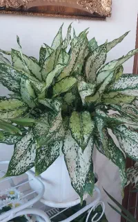اگلونمای برفی