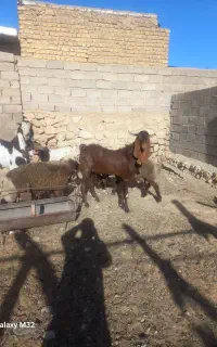 یک کره چپش داشتی درجه یک