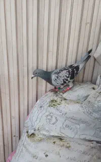 کبوتر دوبر