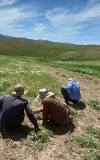 انجام دادن کارهای کشاورزی ورژن یکه کاری جمع کردن