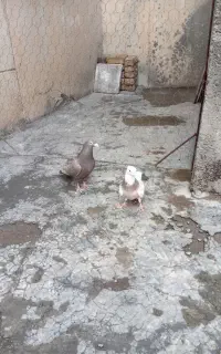 کفتر طوقی ونامبر