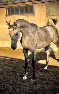 مادیان عرب دوسر