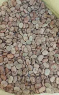 باقلا خشک ،بذر باقله خارجی زودرس