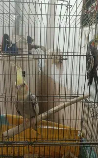 یک جفت عروس هلندی نروماده