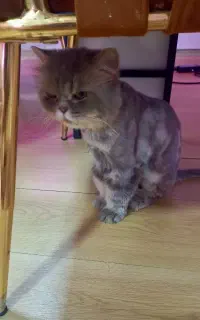 فروش گربه پرشین پشمالوی نر