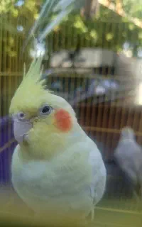 عروس هلندی