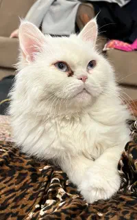 گریه فلت اصیل چشم ابی و خانه