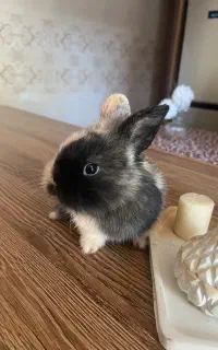 خرگوش‌های لوپ خاص و زیبا دونه ۶۵۰