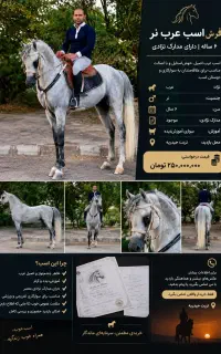 فروش اسب عرب نر ۶ ساله با مدارک نژادی