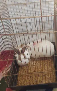 خرگوش مینیاتوری