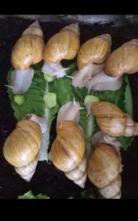حلزون