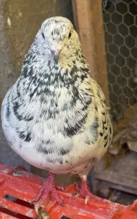 کبوتر