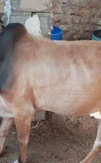 دوتا ورزا چاق