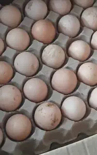 تخم مرغ محلی کودی