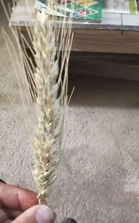 گندم