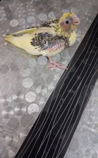 جوجه عروس هلندی
