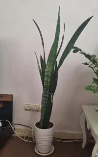 یک جفت گل سانسوریا