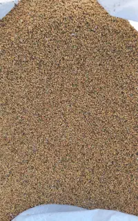 بذر یونجه ماعوپا
