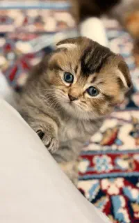 بچه گربه اسکاتیش بلک گلد