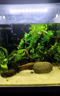 آکواریوم ریملس