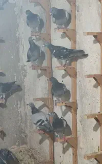 پلاکی