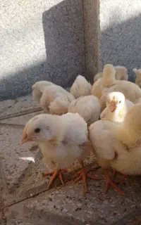 جوجه مرغ گوشتی ۱۵ روزه