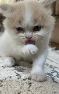 گربه پرشین اصیل