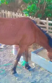 اسب نریون