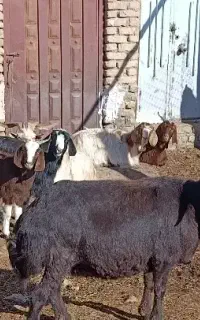 کشک و کره و قره قروت گوسفندی