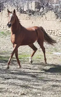 اسب مادیان