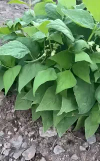خاکدهی پایه بوته