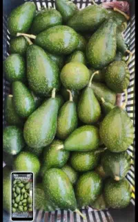 خرید آووکادو