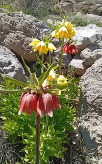 اجرای کلیه خدمات باغبانی