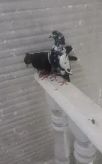 ۱۲ جفت کبوتر