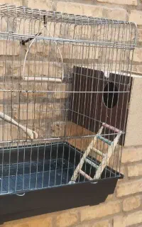 قفس عروس هلندی