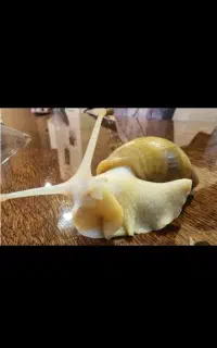 حلزون آلبینو نصف قیمت