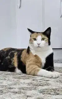 گربه گمشده (مژدگانی دارد)