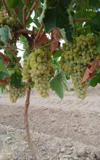 انگور دیوانه