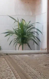 گل طبیعی گلدان سرامیکی