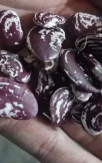 خریدار حبوبات