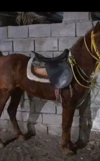 نریان کرد 3سال نیم