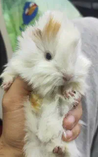 خوکچه هندی تعداد بالا